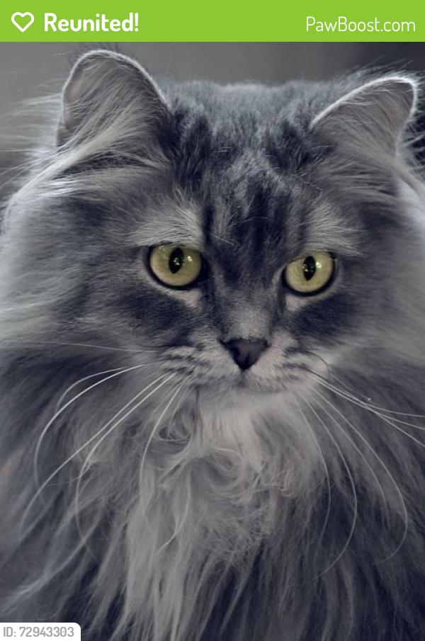 Reunited Unknown Cat last seen Across from 7-11, Edmonton, AB T5X 1Z5