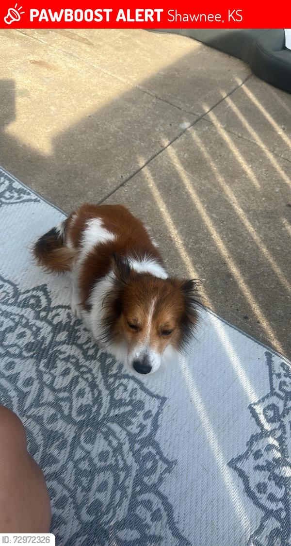 Lost Male Dog last seen Shawnee , Shawnee, KS 66214