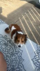 Lost Male Dog last seen Shawnee , Shawnee, KS 66214