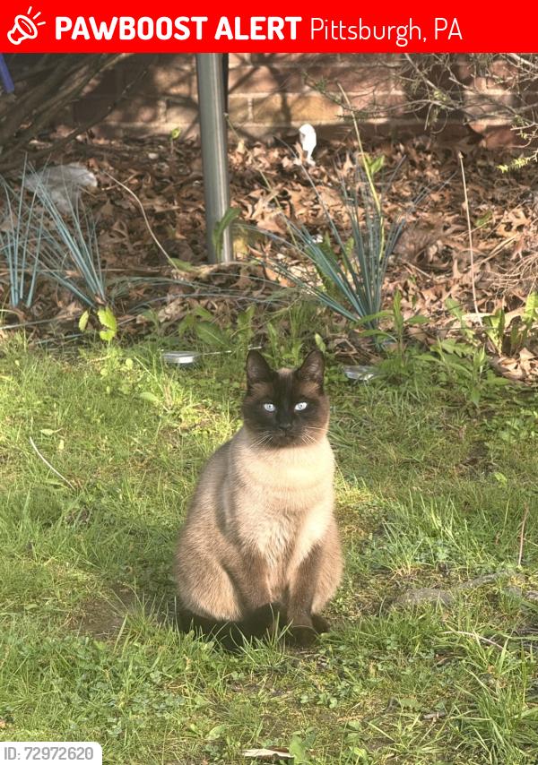 Lost Female Cat last seen Lynnwood Drive and Marose , Pittsburgh, PA 15235