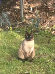 Lost Female Cat last seen Lynnwood Drive and Marose , Pittsburgh, PA 15235