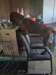 Lost Male Dog last seen Near and Broadway, Edmond, OK 73034