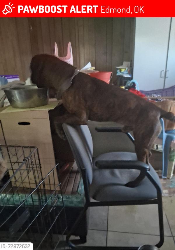 Lost Male Dog last seen Near and Broadway, Edmond, OK 73034