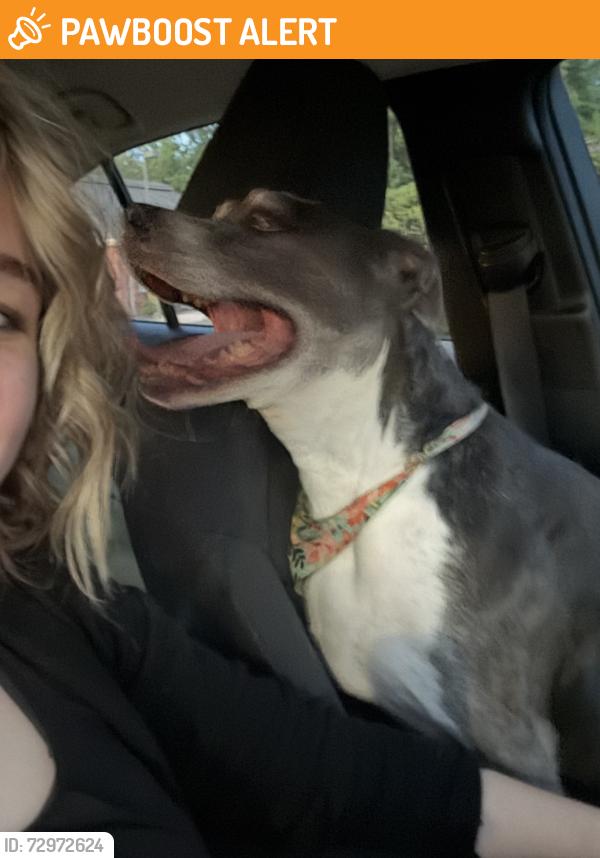 Found/Stray Female Dog last seen Kennedy Ln Fredericksburg , Spotsylvania County, VA 22407