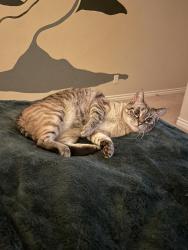Reunited Female Cat last seen Vista Ranch & Greenway, Surprise, AZ 85374
