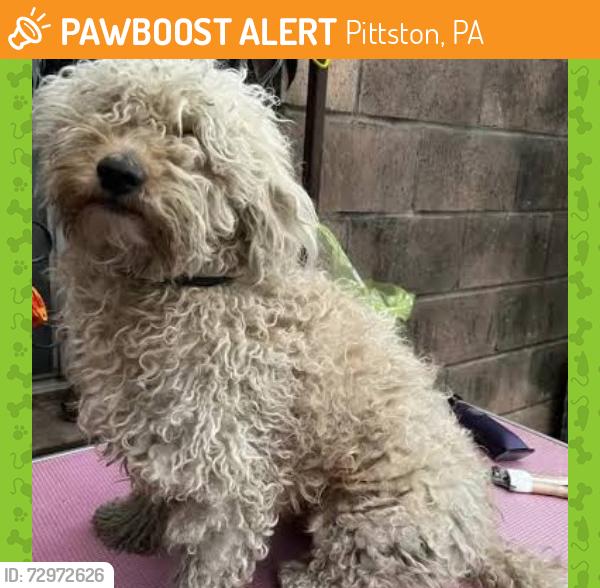 Found/Stray Unknown Dog last seen Near spring Street, Pittston, PA 18643