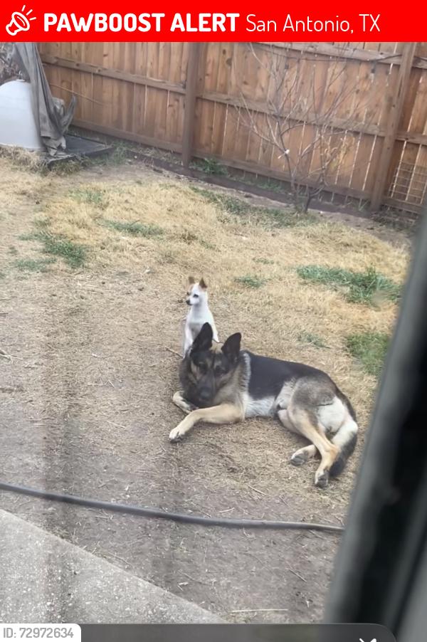 Lost Male Dog last seen Prue Road , San Antonio, TX 78245