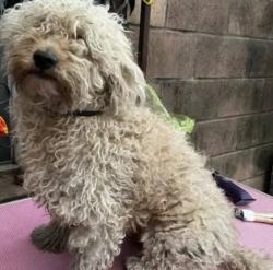 Found/Stray Unknown Dog last seen Near spring Street, Pittston, PA 18643