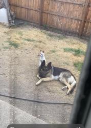 Lost Male Dog last seen Prue Road , San Antonio, TX 78245