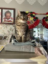 Reunited Male Cat last seen Carl Thomas, Main Street, Thompson, Fernwood, Inglwood, Hardwood, Jetwood, Elmwood, North Andover, MA 01845