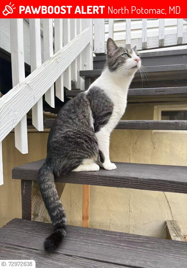 Lost Male Cat last seen Settlers Landing Way, North Potomac, North Potomac, MD 20878