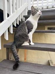 Lost Male Cat last seen Settlers Landing Way, North Potomac, North Potomac, MD 20878