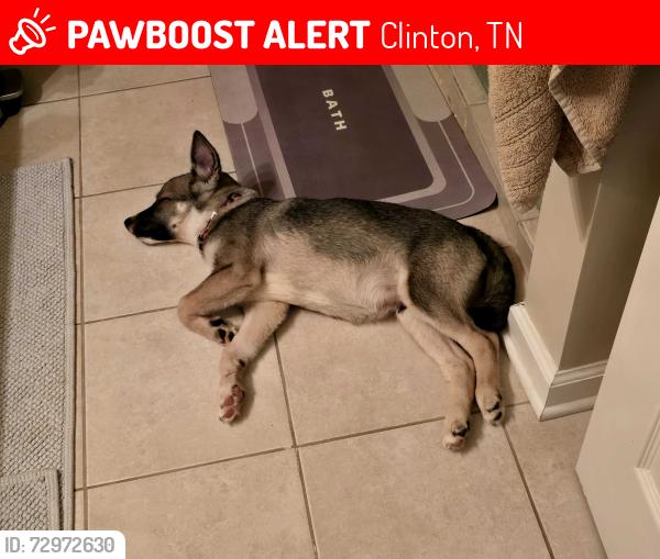 Lost Male Dog last seen Dollar general market oliver spring highway, Clinton, TN 37716