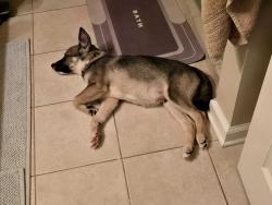 Lost Male Dog last seen Dollar general market oliver spring highway, Clinton, TN 37716