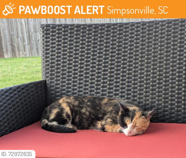 Found/Stray Male Cat last seen East Georgia and Woodruff Road intersection area, Simpsonville, SC 29681