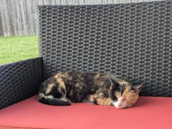 Found/Stray Male Cat last seen East Georgia and Woodruff Road intersection area, Simpsonville, SC 29681