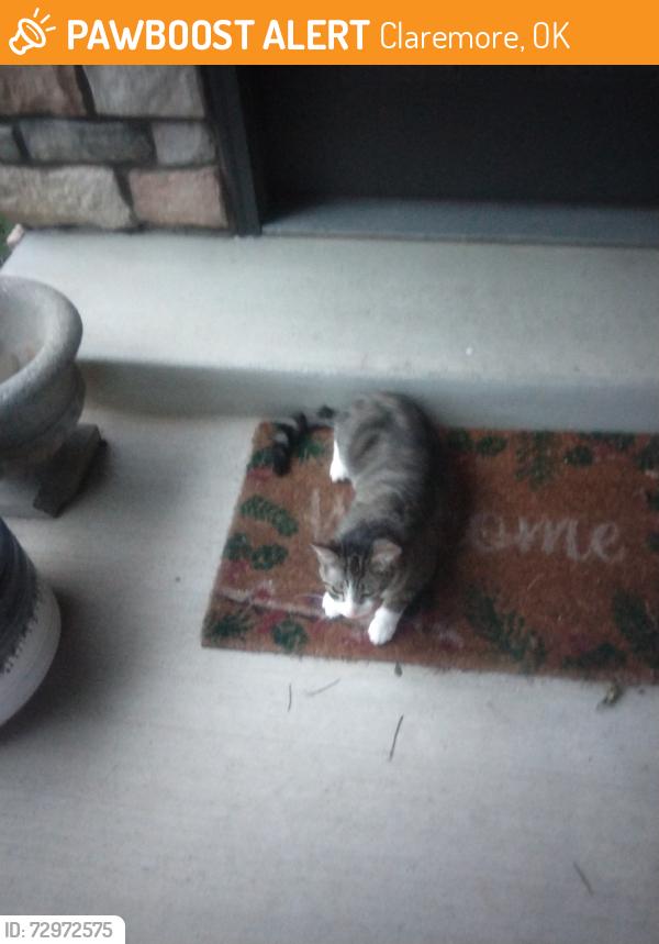 Found/Stray Female Cat last seen In the neighborhood of 1210 - 1220 W Brooks St, Claremore, OK 74017