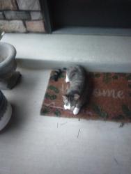 Found/Stray Female Cat last seen In the neighborhood of 1210 - 1220 W Brooks St, Claremore, OK 74017