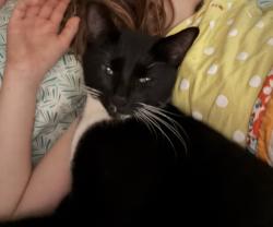 Lost Female Cat last seen Lakeshire subdivision , Knoxville, TN 37922