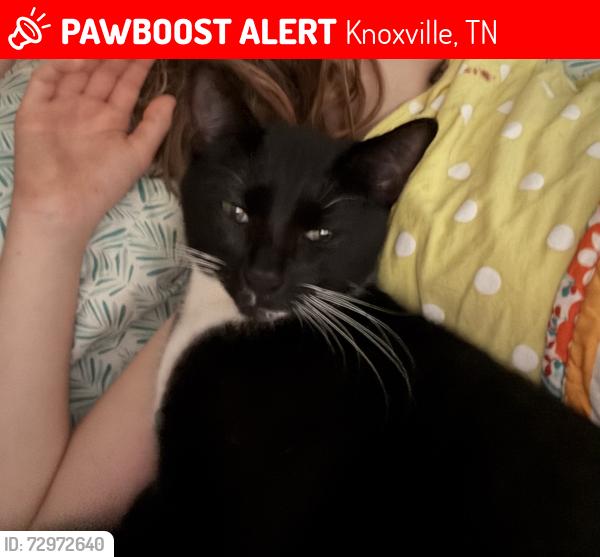 Lost Female Cat last seen Lakeshire subdivision , Knoxville, TN 37922