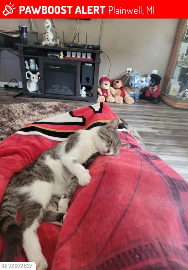 Lost Male Cat last seen 103rd between 13th and 12th, Plainwell, MI 49080