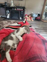 Lost Male Cat last seen 103rd between 13th and 12th, Plainwell, MI 49080
