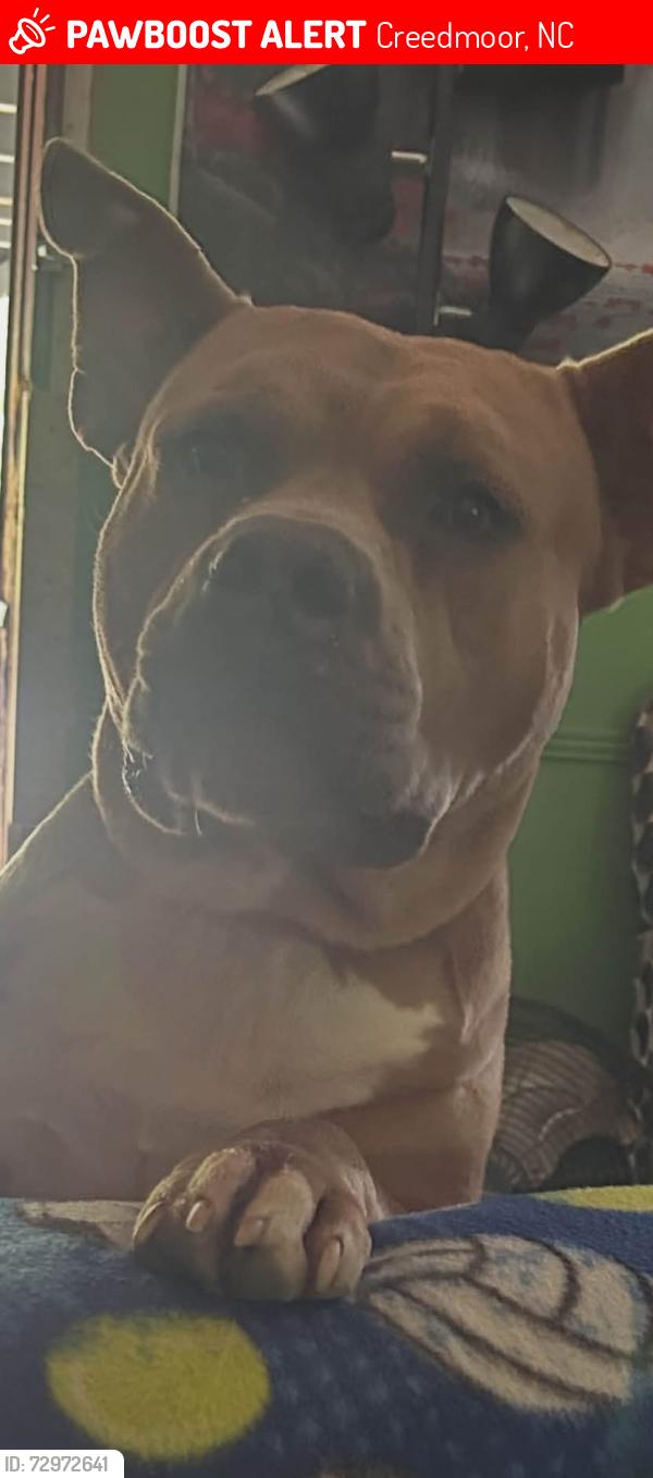 Lost Male Dog last seen My energy school, Creedmoor, NC 27522