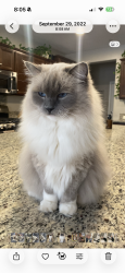 Lost Female Cat last seen Murphy Ranch Rd and Murrieta Rd, Menifee, CA 92584