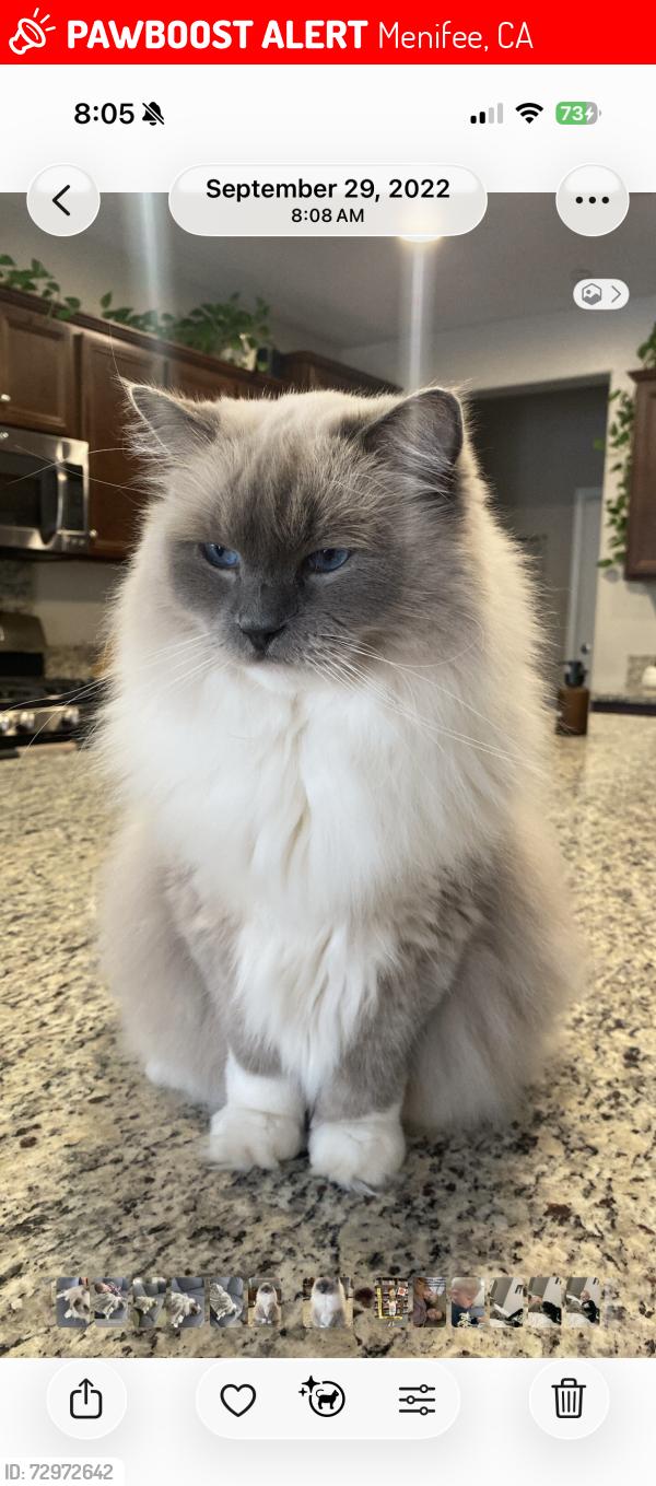 Lost Female Cat last seen Murphy Ranch Rd and Murrieta Rd, Menifee, CA 92584