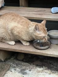 Found/Stray Unknown Cat last seen Dunkin’ Donuts, Kennesaw, GA 30152