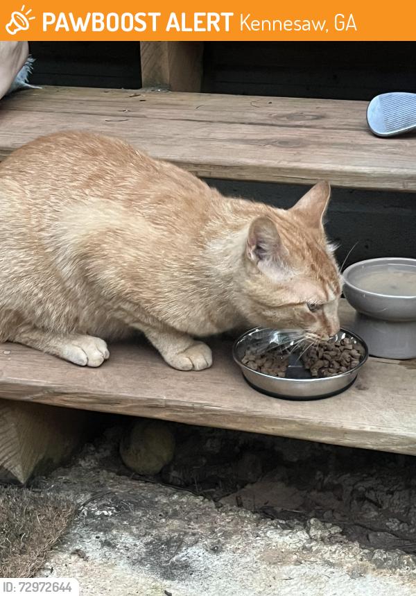 Found/Stray Unknown Cat last seen Dunkin’ Donuts, Kennesaw, GA 30152
