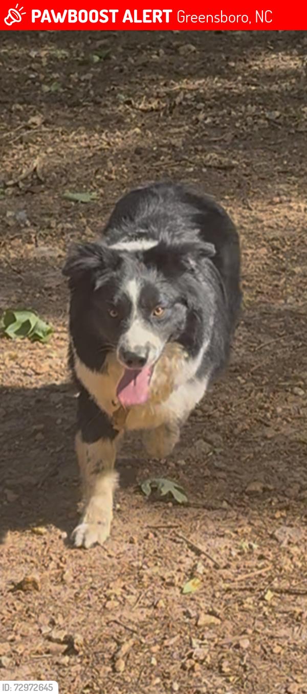 Lost Male Dog last seen Sheetz on 29, Greensboro, NC 27405