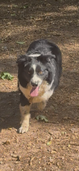 Lost Male Dog last seen Sheetz on 29, Greensboro, NC 27405