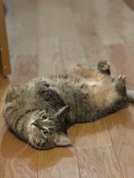 Reunited Male Cat last seen Mablin Ave, Massachusetts Ave, North Andover, MA 01845