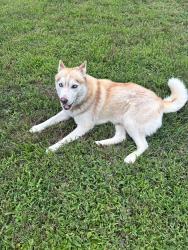 Reunited Unknown Dog last seen Douglas Ave / Anderson St, Irving, TX 75062