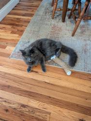 Reunited Male Cat last seen clinton and 70th st, Richfield, MN 55423