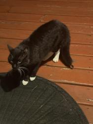 Found/Stray Unknown Cat last seen West forest and Middlebrook, Knoxville, TN 37909