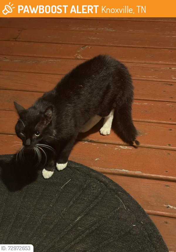 Found/Stray Unknown Cat last seen West forest and Middlebrook, Knoxville, TN 37909