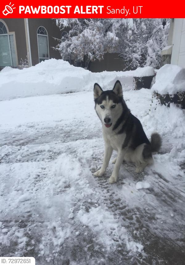 Lost Female Dog last seen Danish Road near the water treatment plant, Sandy, UT 84093