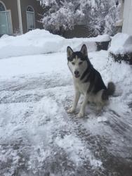 Lost Female Dog last seen Danish Road near the water treatment plant, Sandy, UT 84093