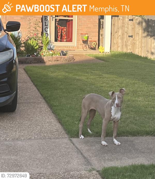 Found/Stray Unknown Dog last seen Hazel Crest & Amberly Way Dr, Memphis, TN 38018