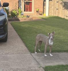 Found/Stray Unknown Dog last seen Hazel Crest & Amberly Way Dr, Memphis, TN 38018