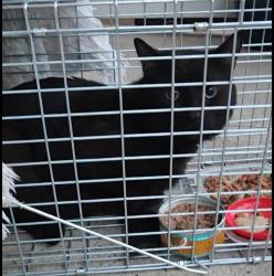 Found/Stray Unknown Cat last seen Marshall , Eagleville, PA 19403