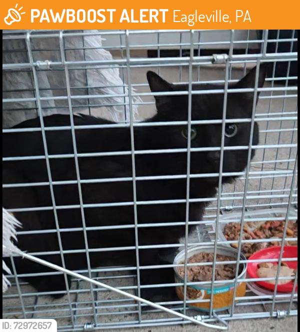 Found/Stray Unknown Cat last seen Marshall , Eagleville, PA 19403