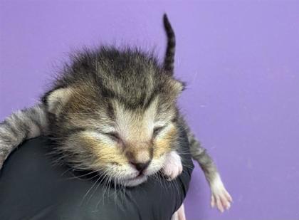 Shelter Stray Male Cat last seen Near E Cave ave, CITY of El Paso, TX, Fort Bliss, TX 79906