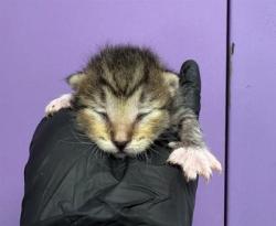 Shelter Stray Female Cat last seen Near E Cave ave, CITY of El Paso, TX, Fort Bliss, TX 79906