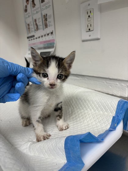 Shelter Stray Male Cat last seen , CA , Oakland, CA 94601