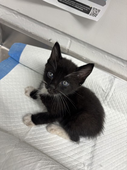 Shelter Stray Male Cat last seen , CA , Oakland, CA 94601