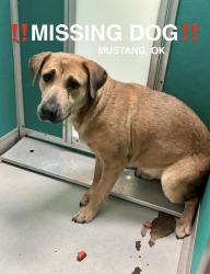 Reunited Female Dog last seen Went missing from S Castle Rock Ln area by Meadows Park in Mustang, OK! , Mustang, OK 73064