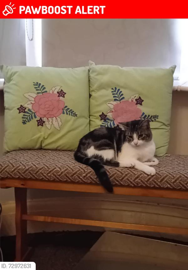 Lost Female Cat last seen Between Westmoreland and Cumberland Ave,  just off park road ., Blackpool, England FY1